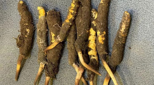 新鮮冬蟲夏草與枸杞的搭配:滋補養生的黃金組合