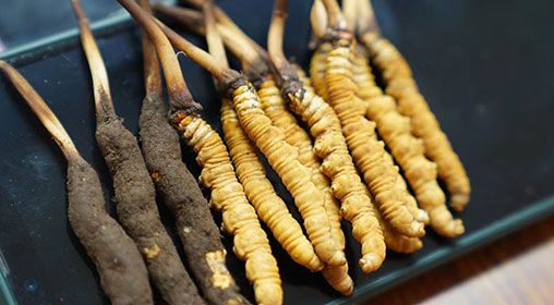 新鮮<a href=http://m.hazone.cn/jiage/ target=_blank class=infotextkey>冬蟲夏草價格</a>查詢