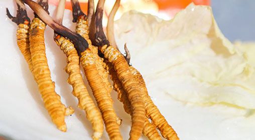 <a href=http://m.hazone.cn/xinxian/ target=_blank class=infotextkey>新<a href=http://m.hazone.cn/xinxian/ target=_blank class=infotextkey>鮮冬蟲夏草價格</a></a>  