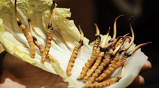 冬蟲夏草新鮮辨別