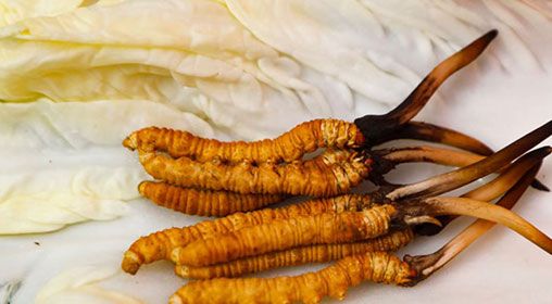 那曲雪域<a href=http://m.hazone.cn/xinxian/ target=_blank class=infotextkey>新<a href=http://m.hazone.cn/xinxian/ target=_blank class=infotextkey>鮮冬蟲夏草</a></a>