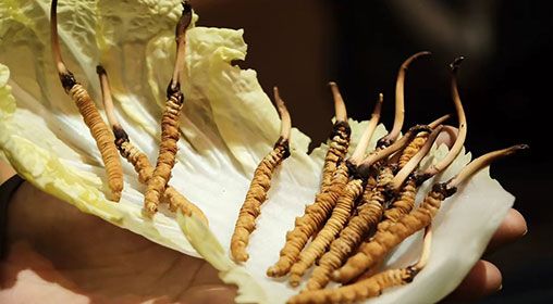 新鮮冬蟲夏草枸杞泡水
