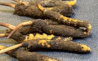 新鮮冬蟲夏草壞了:原因、識別與應(yīng)對策略