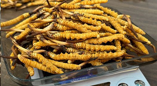 <a href=http://m.hazone.cn/s/brxcc target=_blank class=infotextkey>比如縣冬蟲夏草</a>新鮮度