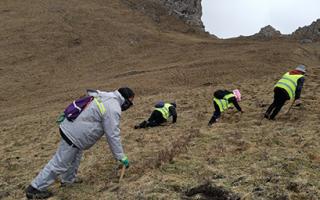 珍峰冬蟲夏草:源自世界屋脊的養生瑰寶