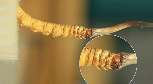 冬蟲夏草新鮮好嗎?解密新鮮蟲草的獨特價值