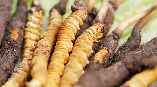 新鮮冬蟲夏草效果:千年藥典與現(xiàn)代科學(xué)的雙重驗證