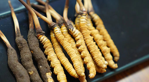 新鮮冬蟲夏草煮湯:滋補養(yǎng)生的黃金法則