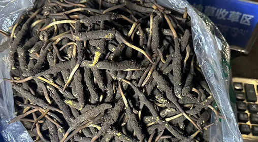 新鮮冬蟲夏草處理全攻略:從采挖到珍藏的養護秘籍