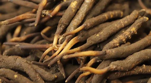 <a href=http://m.hazone.cn/xinxian/ target=_blank class=infotextkey>新<a href=http://m.hazone.cn/xinxian/ target=_blank class=infotextkey>鮮冬蟲夏草</a></a>品質(zhì)