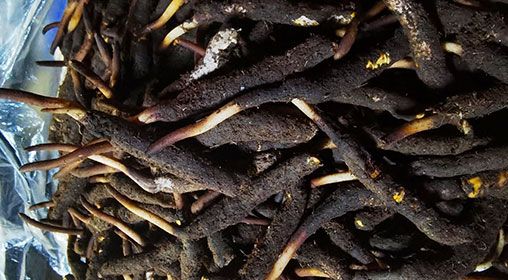 <a href=http://m.hazone.cn/xinxian/ target=_blank class=infotextkey>新<a href=http://m.hazone.cn/xinxian/ target=_blank class=infotextkey>鮮冬蟲夏草</a></a>產地