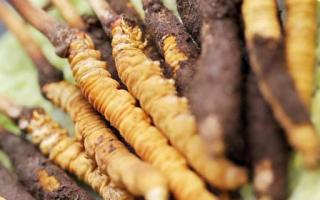 如何鑒別真假蟲草?教你幾招!