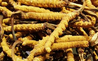 冬蟲夏草是什么味道?揭秘“軟黃金”的獨(dú)特風(fēng)味