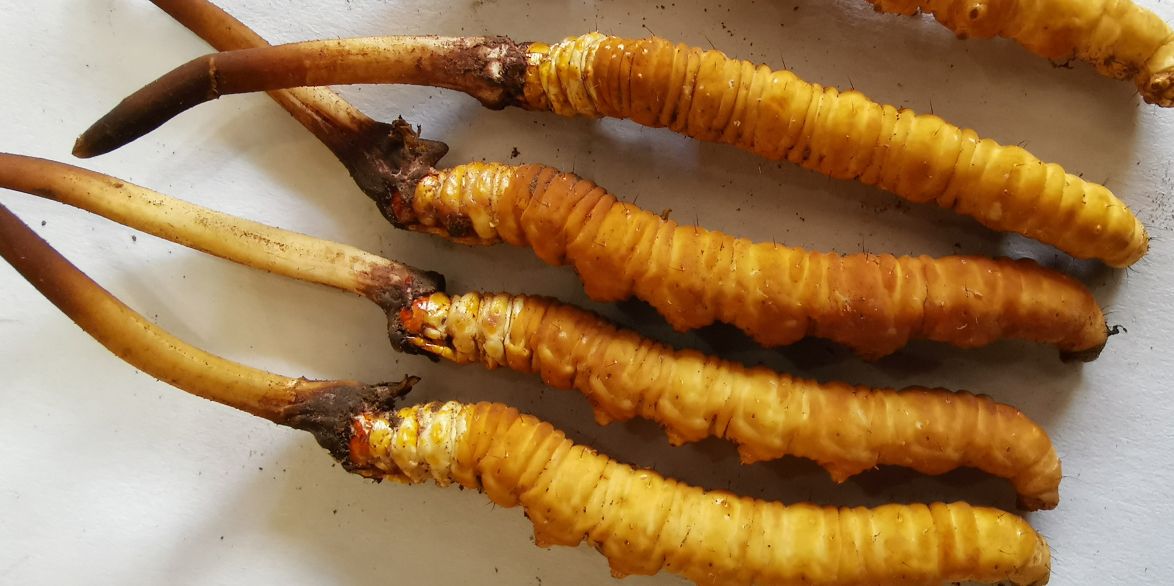 冬蟲夏草泡酒最佳配方:滋補(bǔ)養(yǎng)生,強(qiáng)身健體