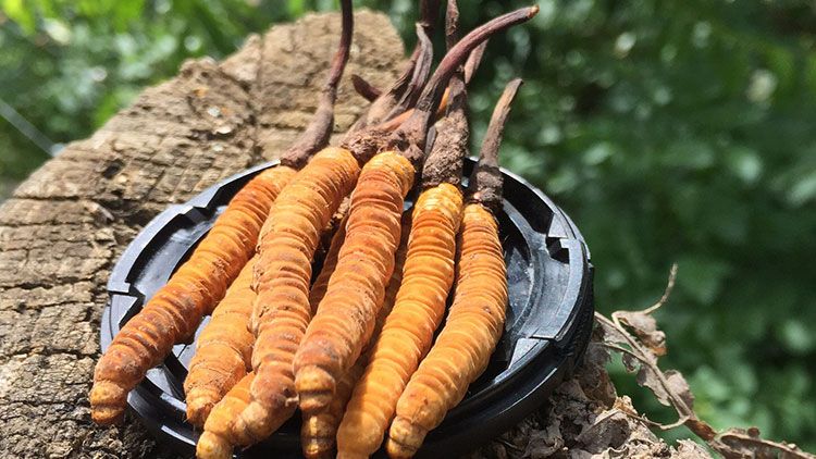 哪個牌子的冬蟲夏草好？2024年權(quán)威選購指南