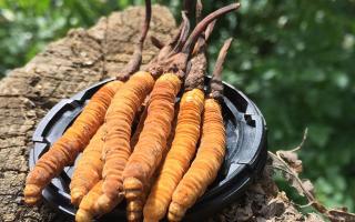 哪個牌子的冬蟲夏草好？2024年權(quán)威選購指南