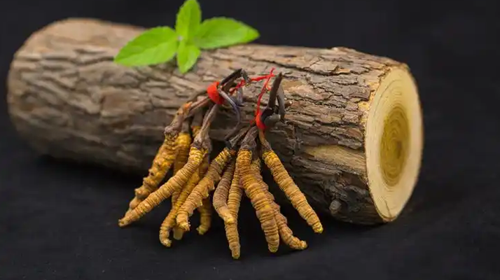 ?蟲草花 vs 冬蟲夏草:本質區別全解析(2024最新版)?