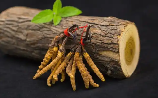 ?蟲草花 vs 冬蟲夏草:本質(zhì)區(qū)別全解析(2024最新版)?