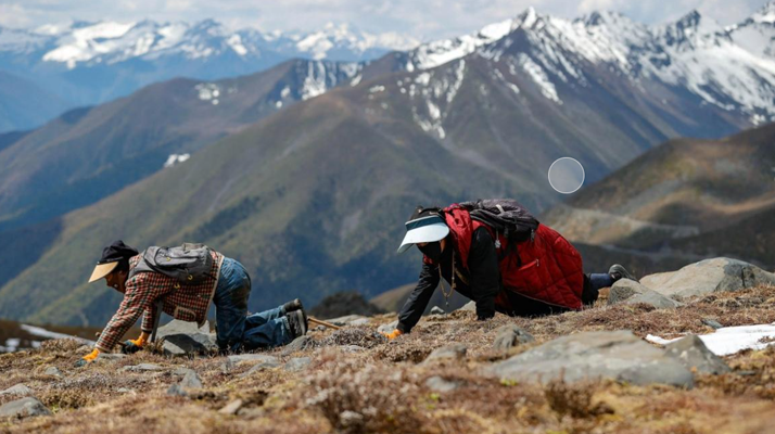 扎拉鄉：冬蟲夏草的黃金產地