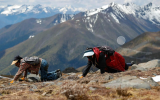 扎拉鄉：冬蟲夏草的黃金產地