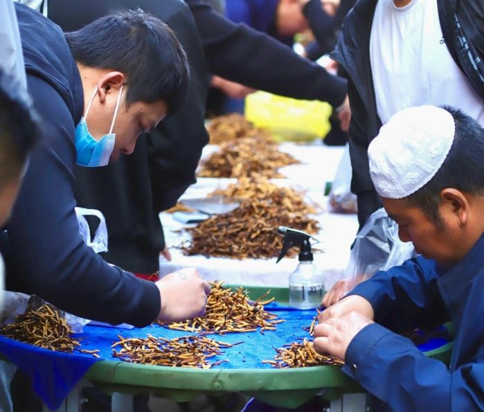 西寧冬蟲夏草交易中心:蟲草貿易的核心樞紐