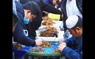 西寧冬蟲夏草交易中心:蟲草貿易的核心樞紐