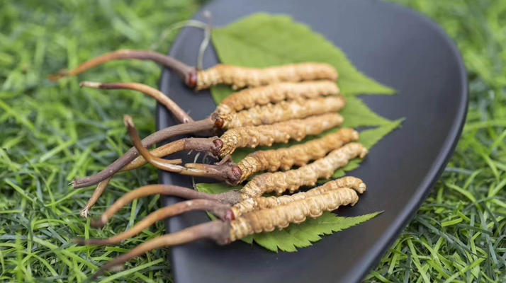 <a href=http://m.hazone.cn/xinxian/ target=_blank class=infotextkey>鮮冬蟲夏草價格</a>揭秘:一根究竟值多少錢?