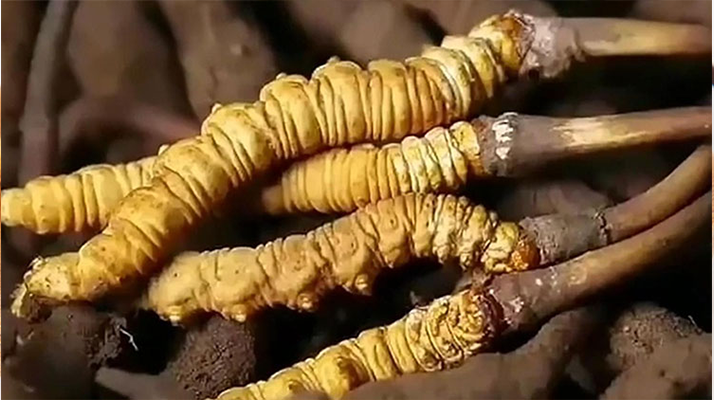 冬蟲夏草鮮草冷凍保存全指南:鎖住營養,延長鮮美