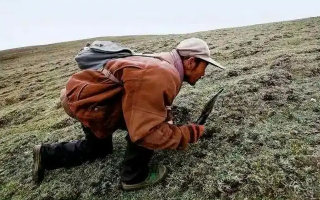 西藏冬蟲夏草最大產(chǎn)地:那曲,自然饋贈的珍寶之地