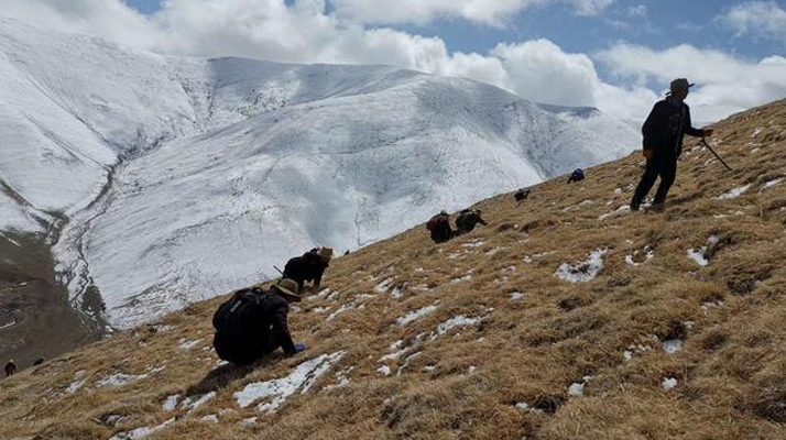 采挖新鮮冬蟲夏草合法嗎?
