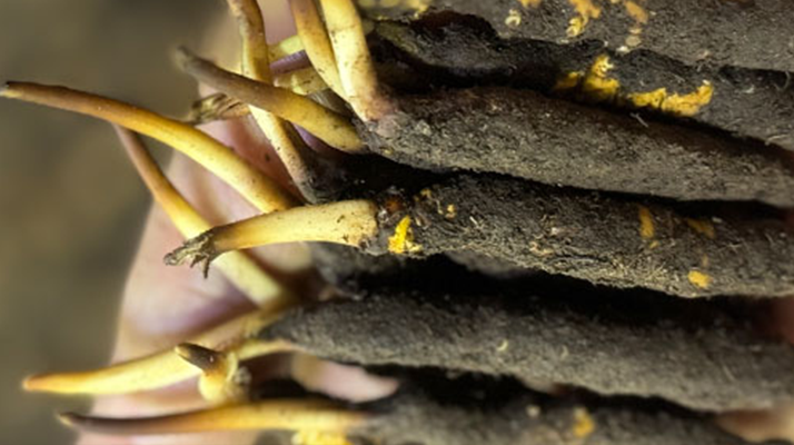 10 支裝<a href=http://m.hazone.cn/xinxian/ target=_blank class=infotextkey>鮮冬蟲夏草價格</a>分析