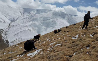 采挖新鮮冬蟲夏草合法嗎?