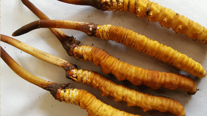 冰鮮<a href=http://m.hazone.cn/jiage/ target=_blank class=infotextkey>冬蟲夏草價格</a>探秘:價值與市場因素的深度剖析