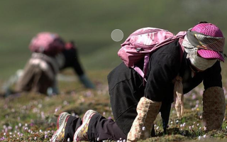 西藏新鮮冬蟲夏草:雪域高原的神奇饋贈