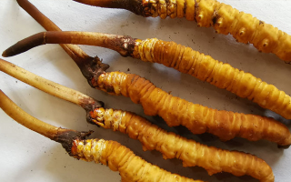 冰鮮冬蟲夏草價格探秘:價值與市場因素的深度剖析