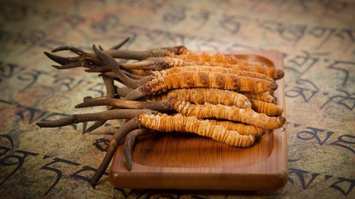 冬蟲夏草新鮮價(jià)格探秘:每克多少錢?