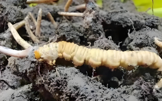 探尋新鮮冬蟲夏草的蹤跡