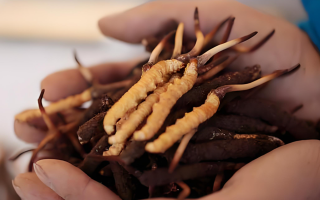 冬蟲夏草新鮮品:能否泡酒及泡酒要點解析