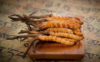 冬蟲夏草新鮮價(jià)格探秘:每克多少錢?