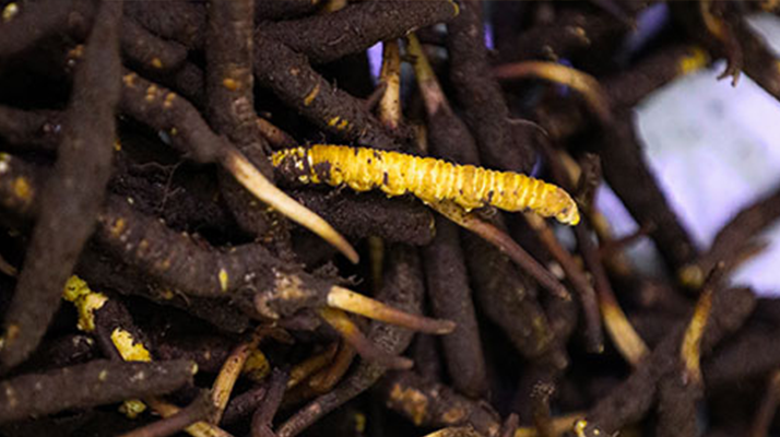 品鮮蟲草之妙,享滋補之道