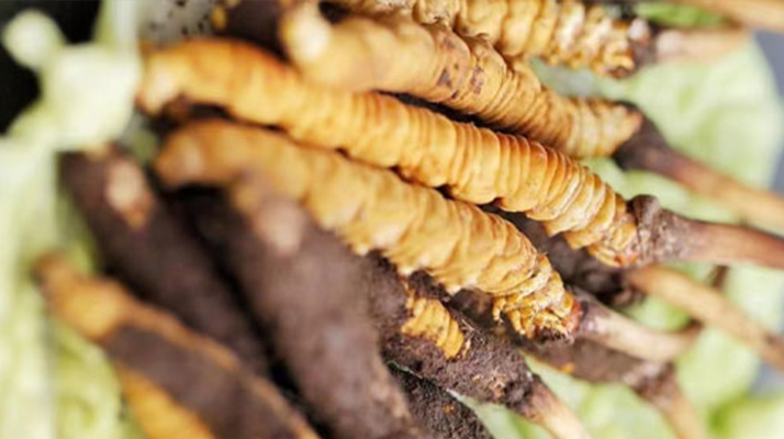 藏地新鮮冬蟲夏草批發價:探尋高價值背后的市場邏輯