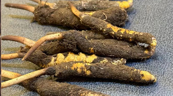 辨別新鮮冬蟲(chóng)夏草:守護(hù)滋補(bǔ)真品