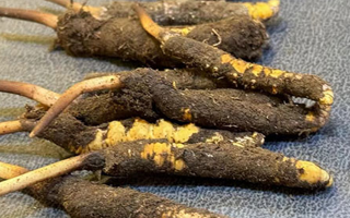 辨別新鮮冬蟲(chóng)夏草:守護(hù)滋補(bǔ)真品