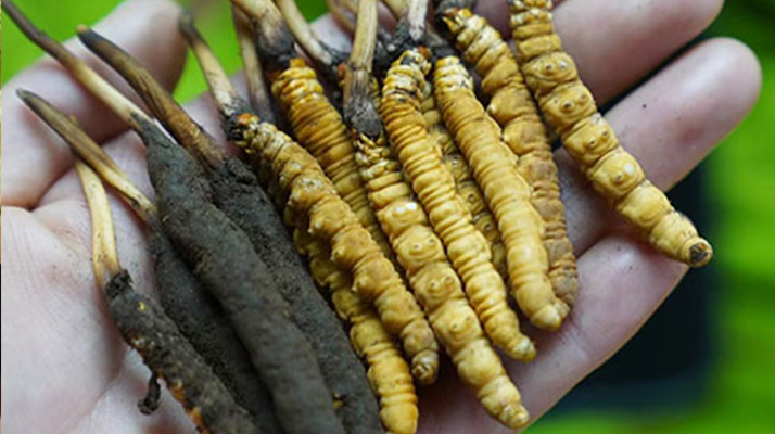 冬蟲夏草泡酒：鮮草入酒，鎖住精華的養生之道