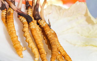 冬蟲夏草鮮草打包發貨全流程:從采摘到送達的保鮮之旅