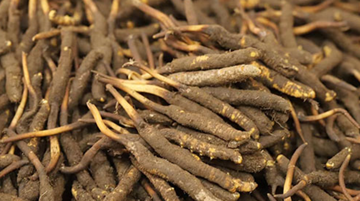 冬蟲夏草鮮草的優勢:自然饋贈的鮮活生命力