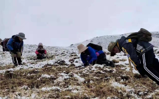 冬蟲夏草鮮草采挖:一場與高原的生命對話