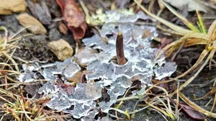 冰凍新鮮冬蟲夏草:科技與傳統的交融守護