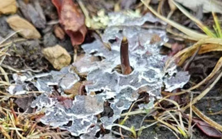 冰凍新鮮冬蟲夏草:科技與傳統的交融守護