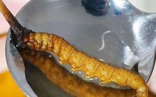 冬蟲夏草鮮草冷凍后這樣吃，營養(yǎng)不流失！